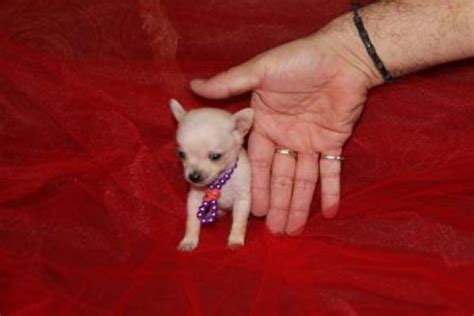 Teacup Chihuahua For Sale Phoenix. Chihuahuas for Sale in Chattanooga. 
